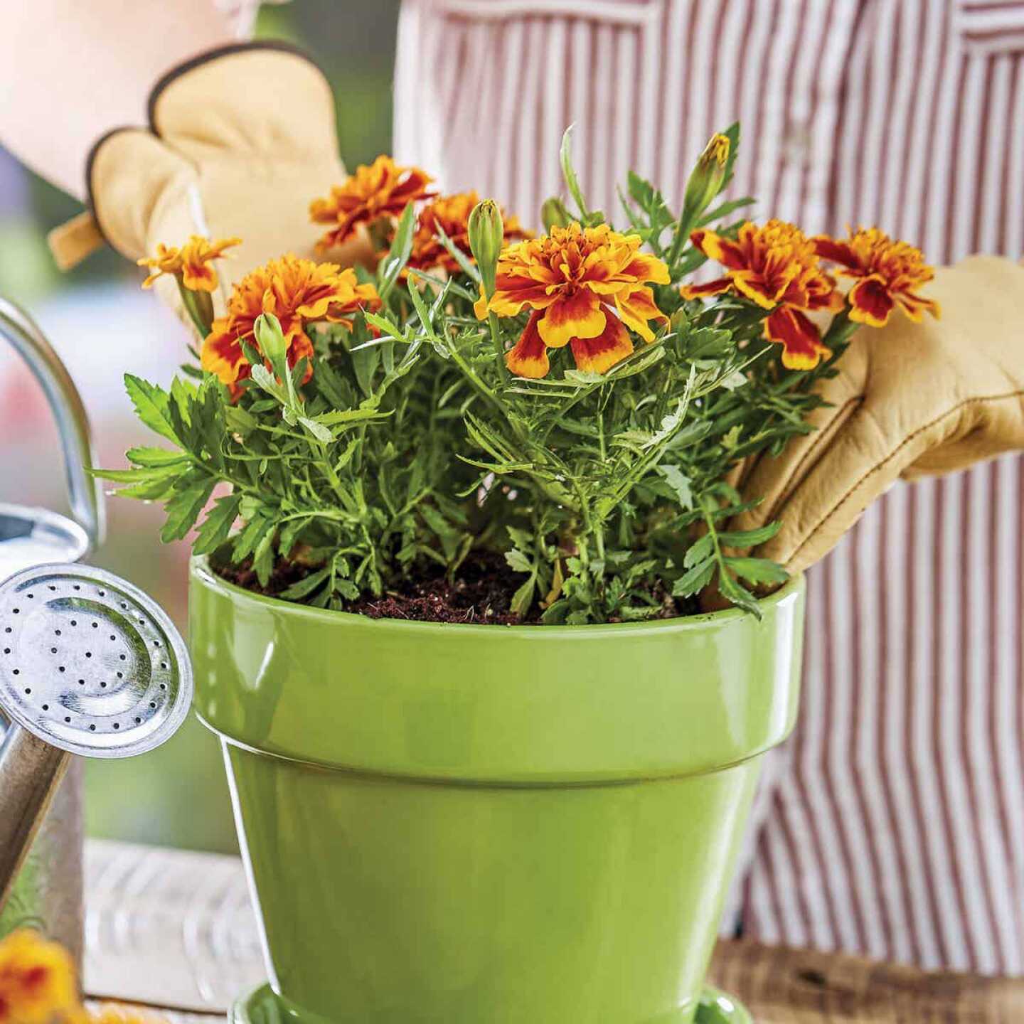 Burpee Natural & Organic 8 qt. Potting Mix