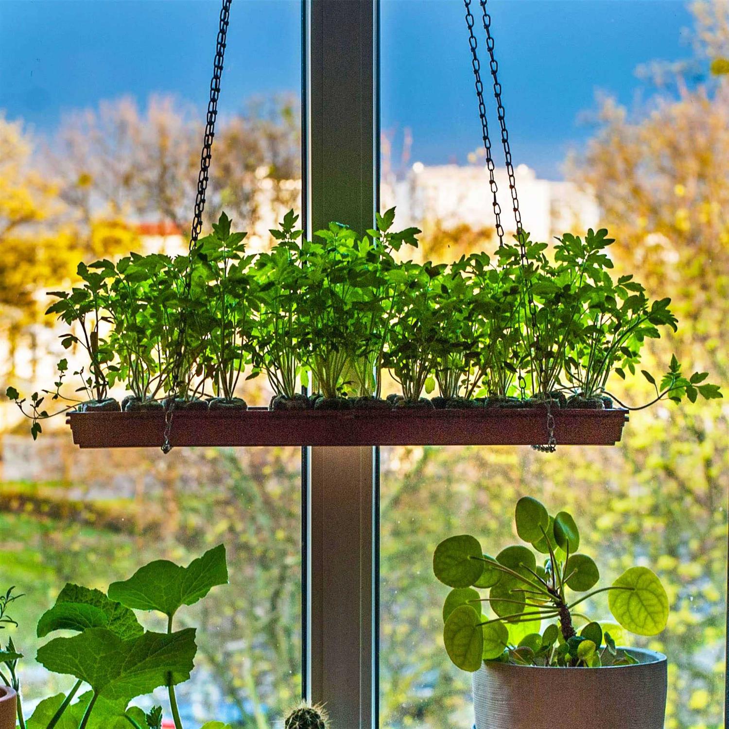 100 Pcs peat pellets Plant Starter,30MM Plant Starting Plugs,Fiber Soil Direct Plant Seeding Starters peat pellets for seedlings