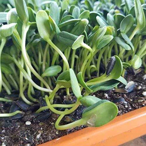 Bootstrap Farmer Trays 1020 Holes