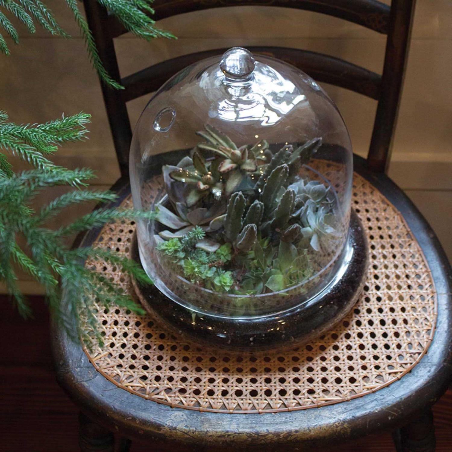 Syndicate Home Garden 6 Cloche Terrarium
