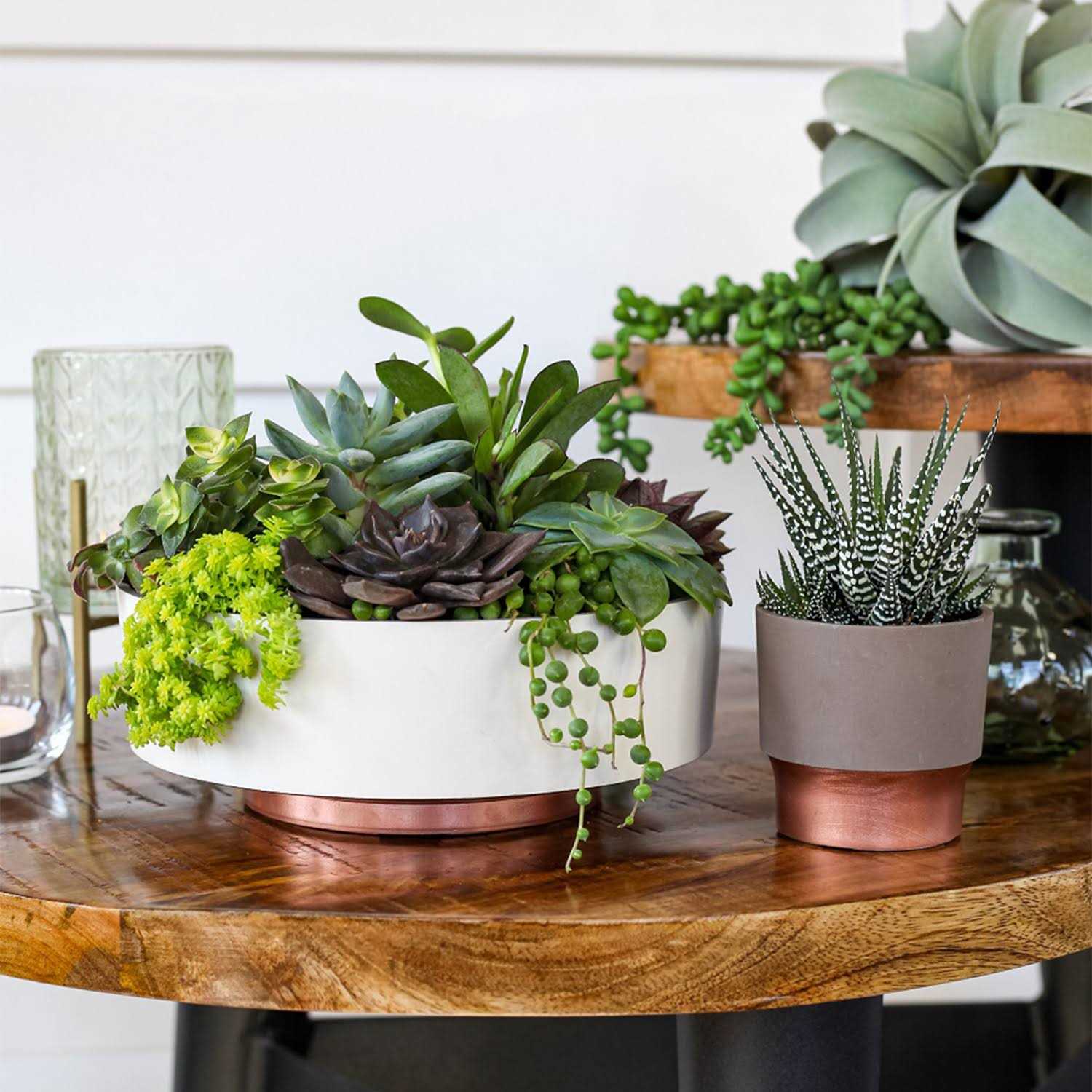 The HC Companies 6 Inch Round Capri Succulent Pot