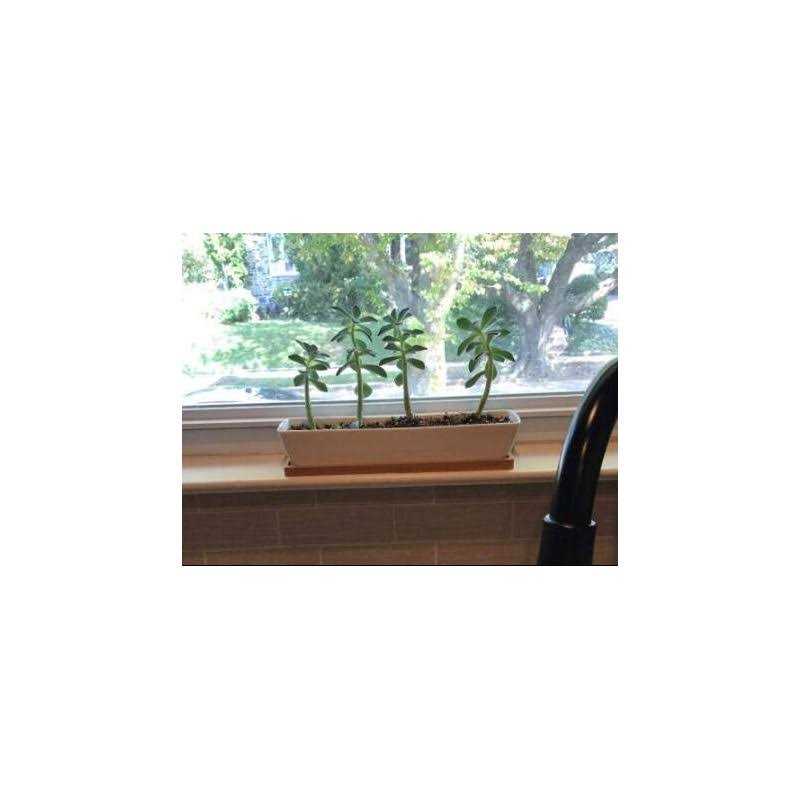 11inch Long Rectangle White Ceramic Succulent Planter Pots/Mini Flower Plant Containers with Bamboo Saucers. Product Size:11×2.36×1.77inch,not