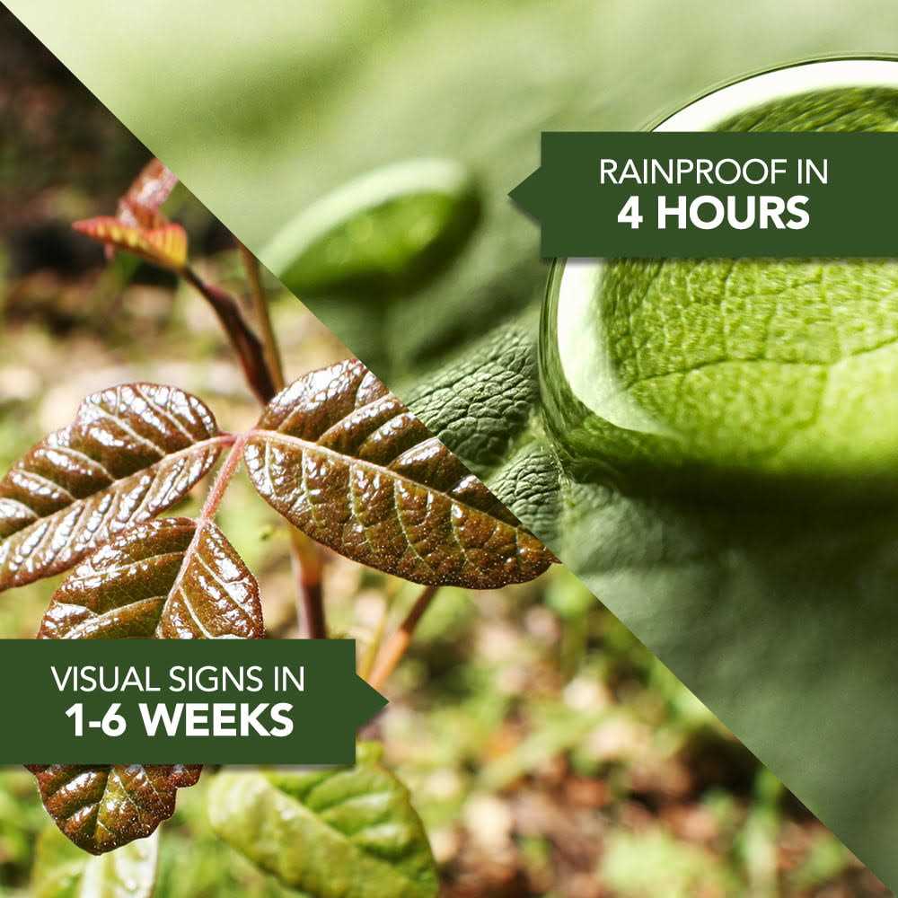 BioAdvanced Brush Killer Plus Concentrate