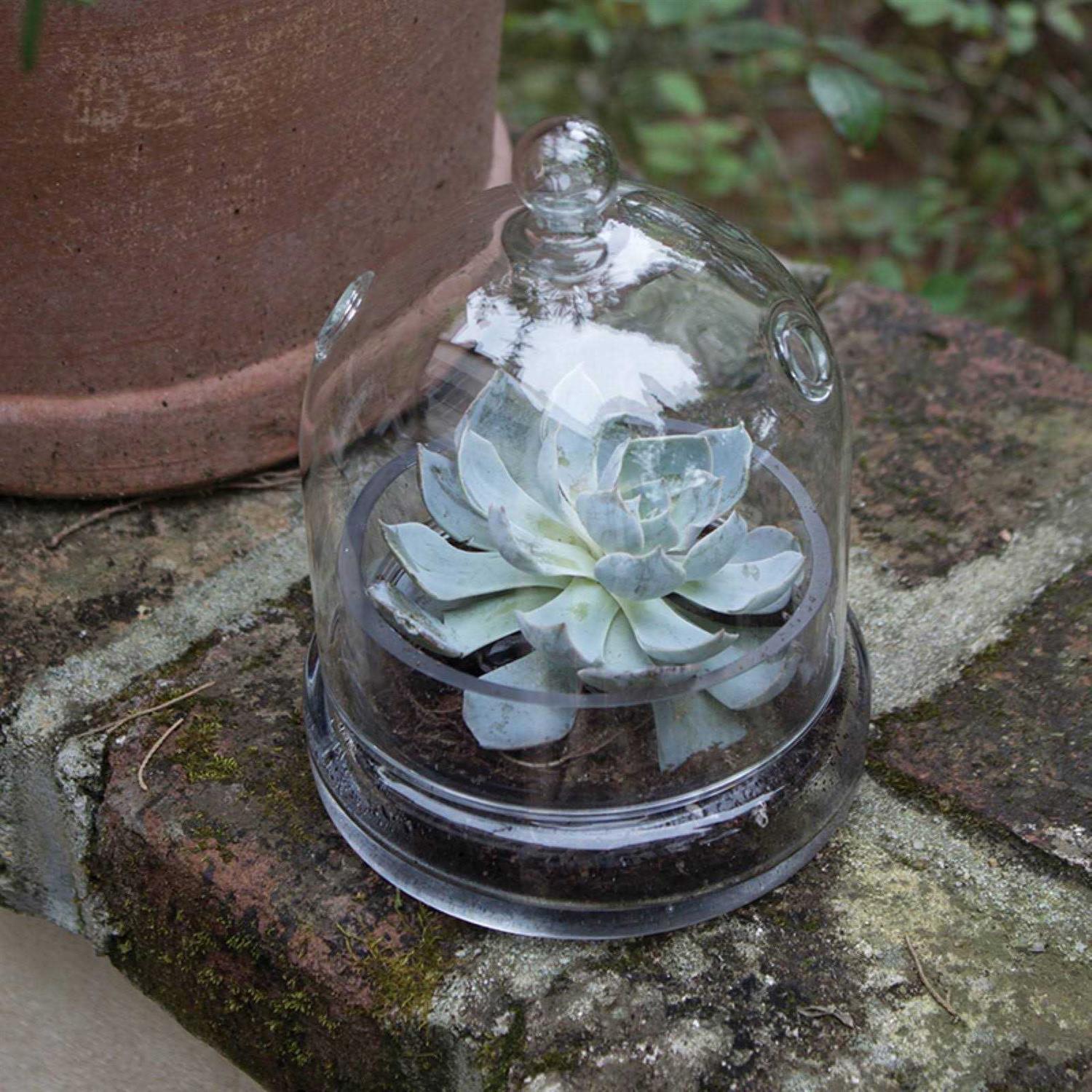 Syndicate Home Garden 6 Cloche Terrarium