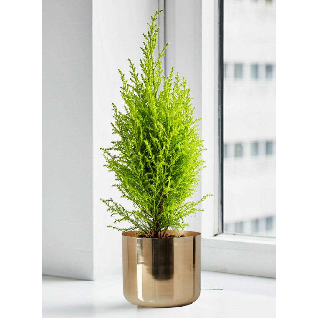 Cachepot Serene Spaces Living