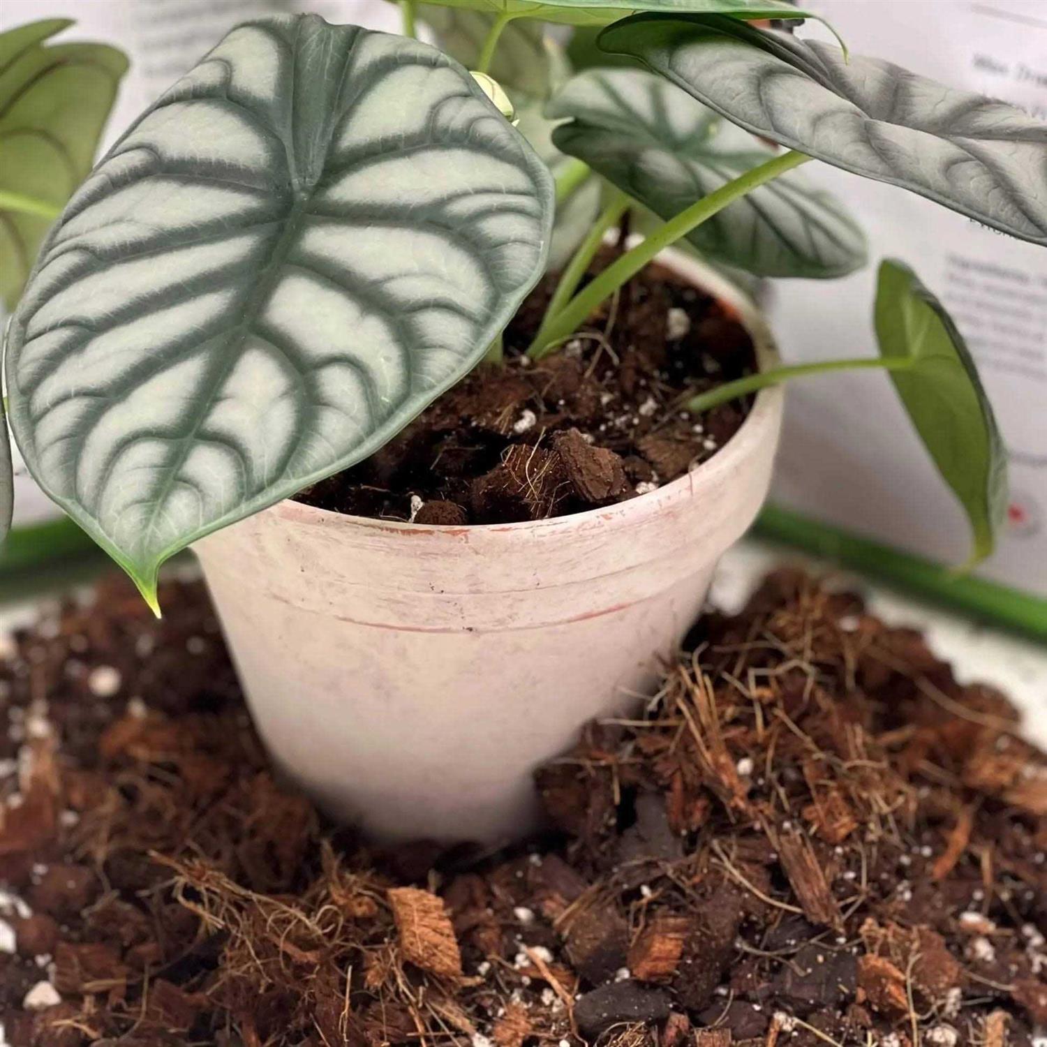 VERYPLANTS Molly’s Aroid Mix Premium Tropical Plant Soilless Potting Mix