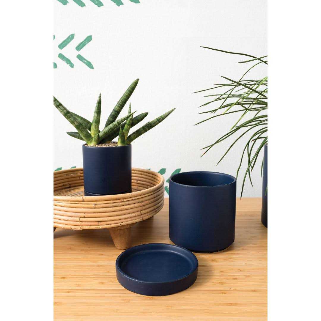 AllModern Carlotta Ceramic Pot Planter