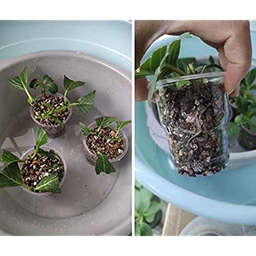 Voulosimi Organic Vermiculite granules for Plants and gardening