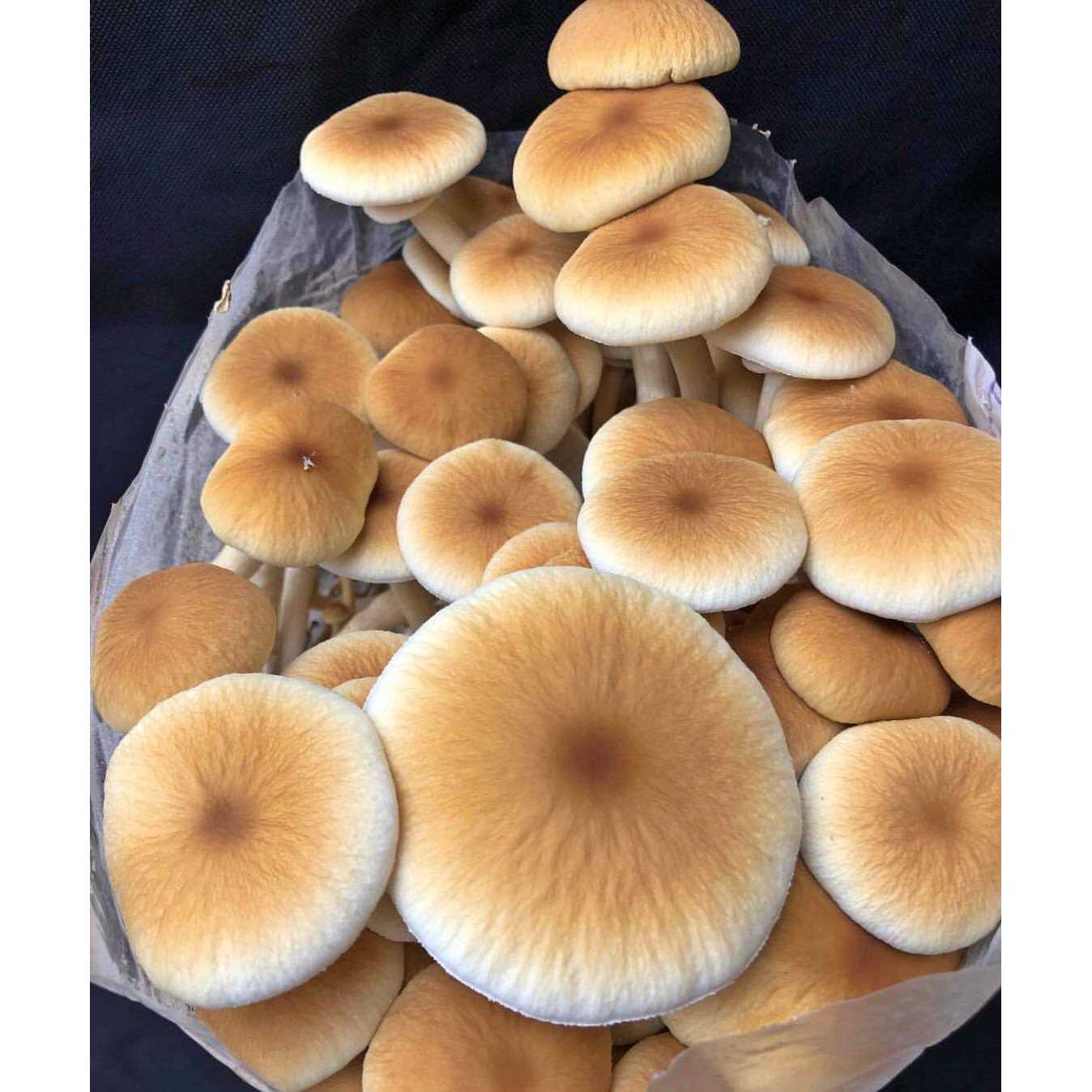 Unicorn Bag Mushroom Growers