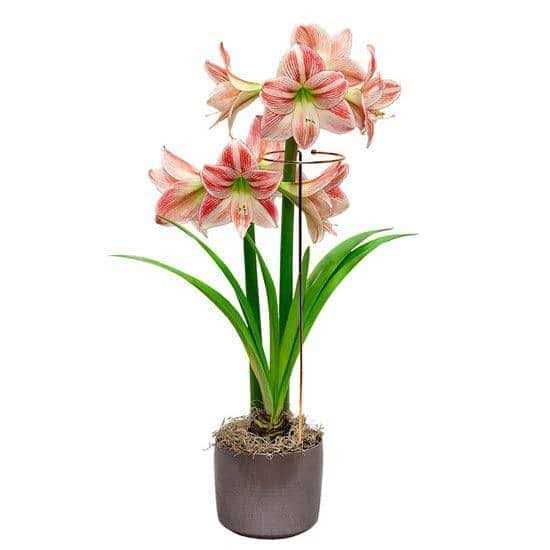Brecks Gifts Stackable Amaryllis Support Stake