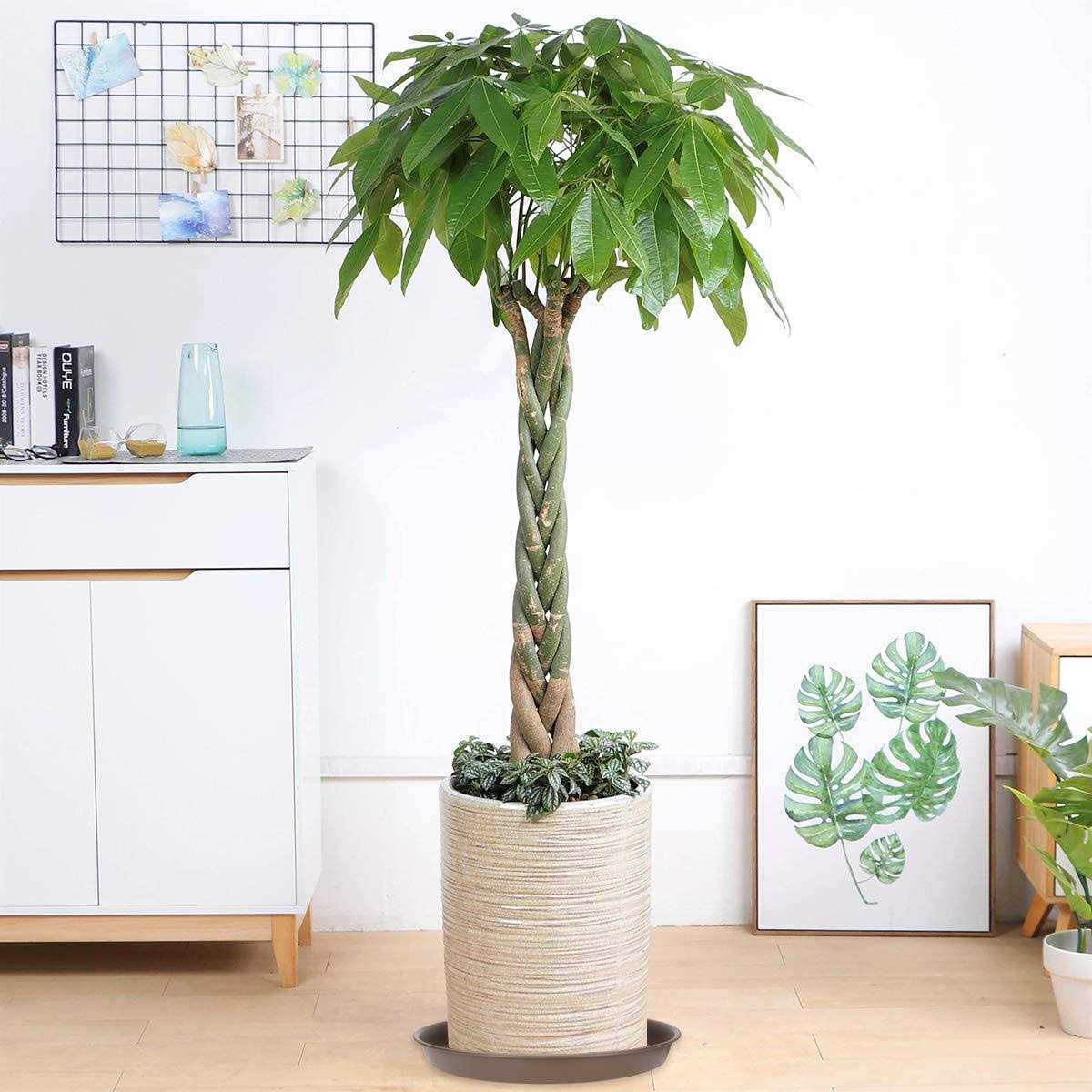 TITE Plant Saucer Heavy Trays and Outdoor