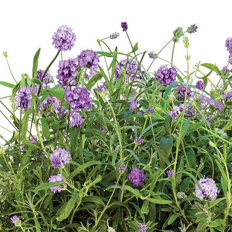 Aerogarden Lots of Lavender Seed Pod Kit