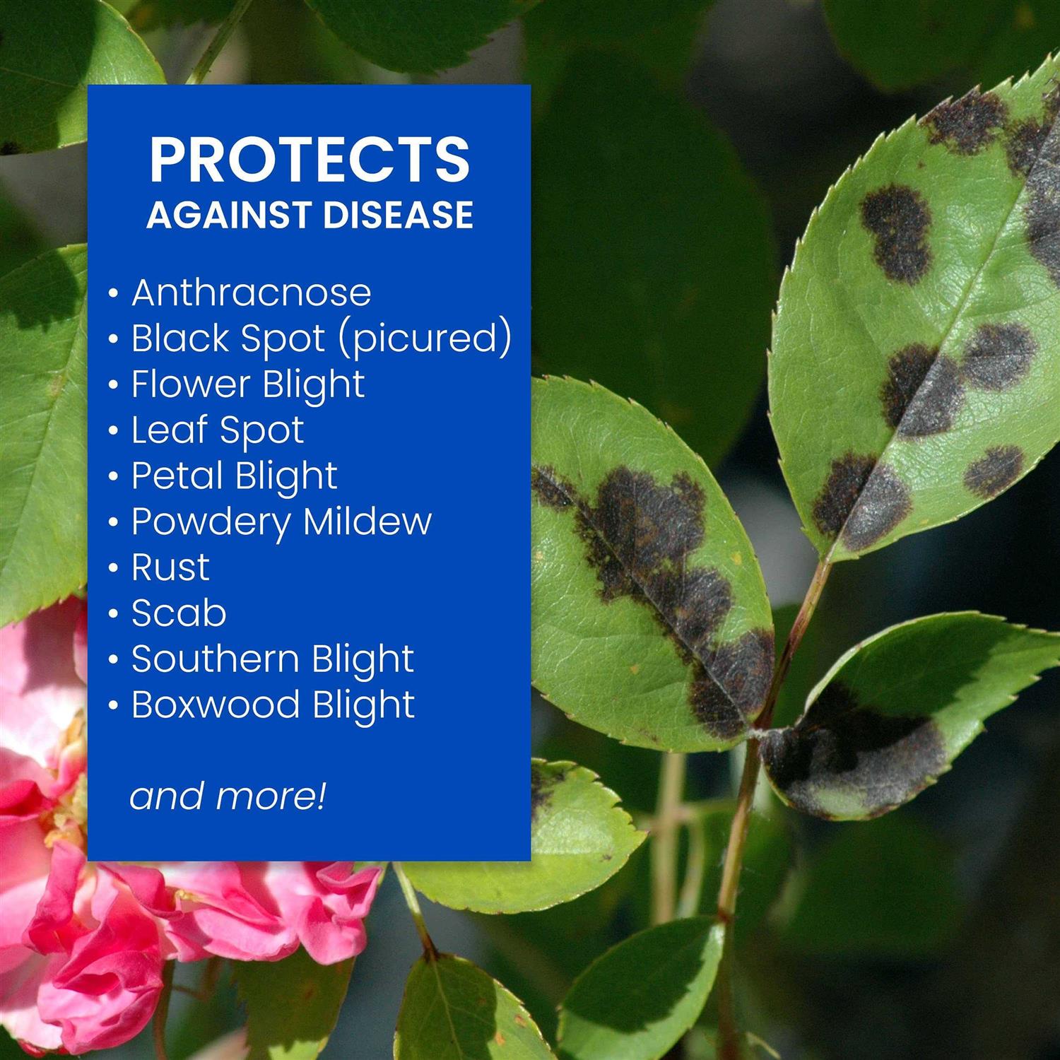BioAdvanced Disease Control for Roses, Flowers and Shrubs