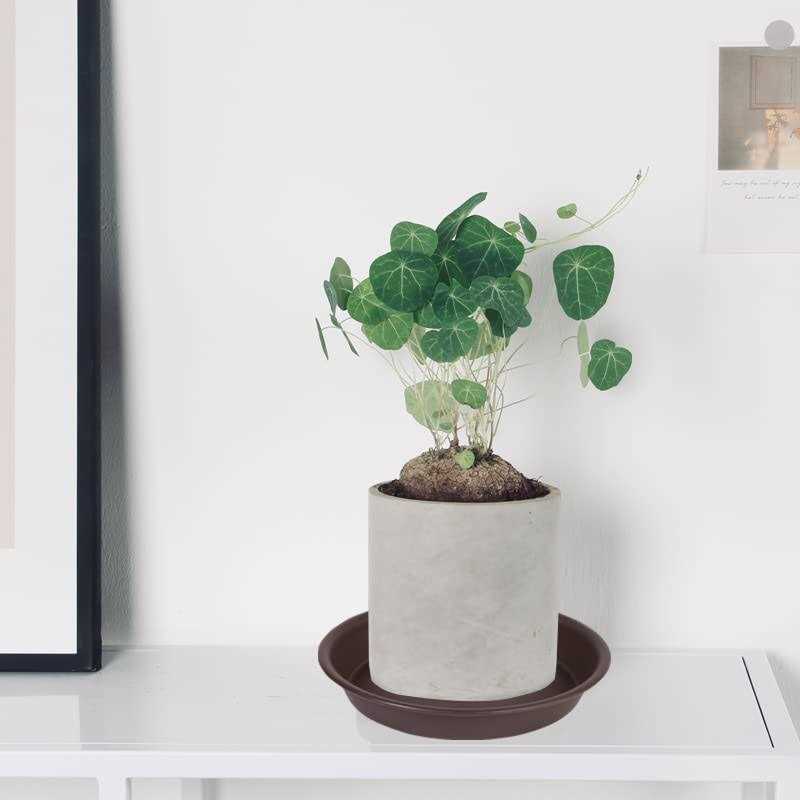 Angde 6 Pack Plant Saucer Plant Round