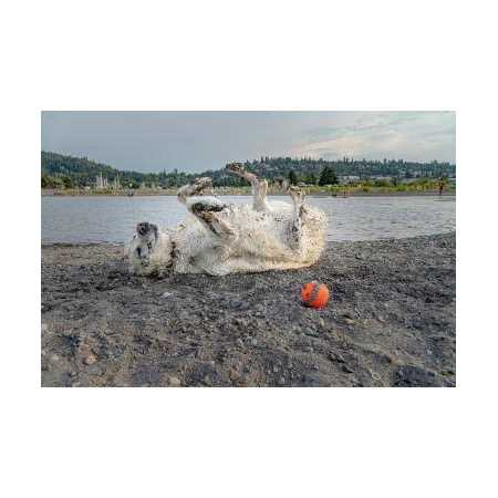 Zero Trace Pure ION Odor Neutralizer Pet and Home Edition