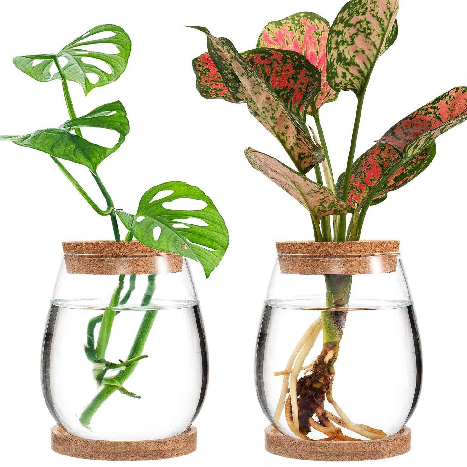 Biggun 2 Pcs Separated Desktop Plant Terrarium Plant Propagation Planter Water Station Planting glass Vase with Lid & Wooden Stand fo