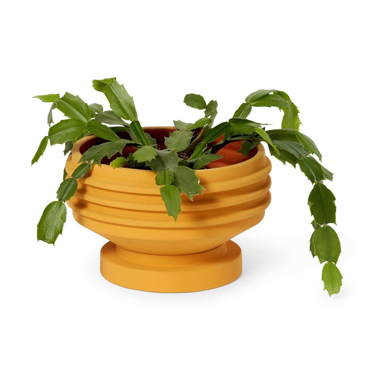 Areaware Strata Plant Vessel