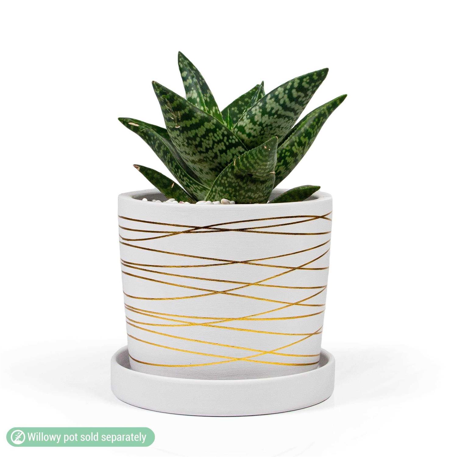 Willowy Matte White ceramic Pot Saucer Drainage Tray
