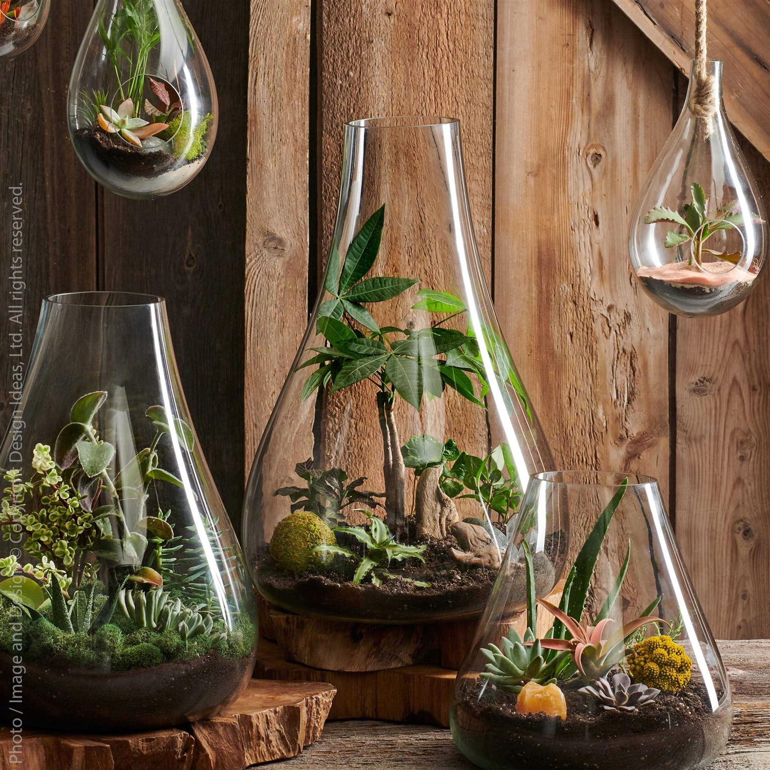 texxture Boboli Glass Terrarium