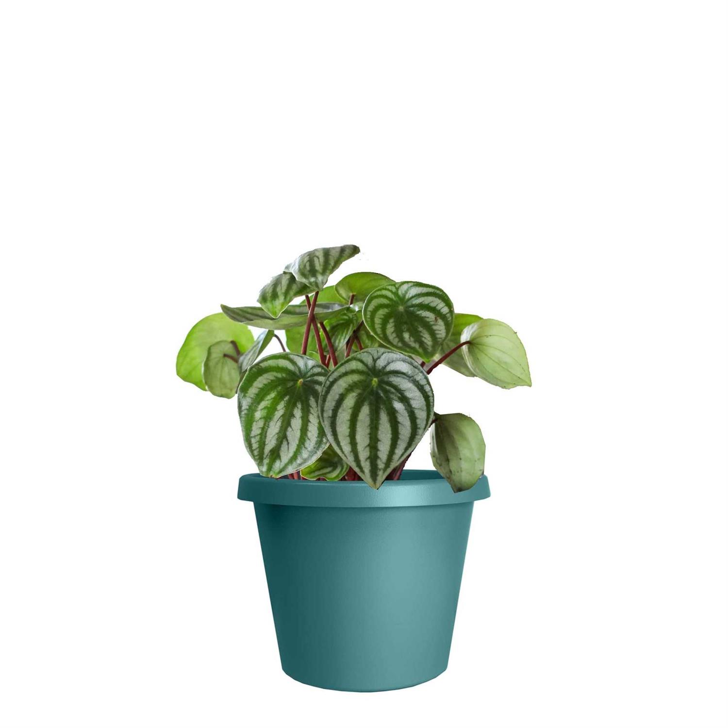 The HC Companies Round Prima Plastic Plant Saucer Indoor Outdoor Plant Trays for Pots