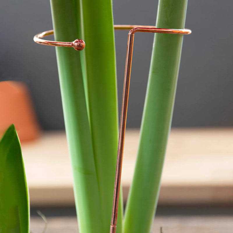 Brecks Gifts Stackable Amaryllis Support Stake