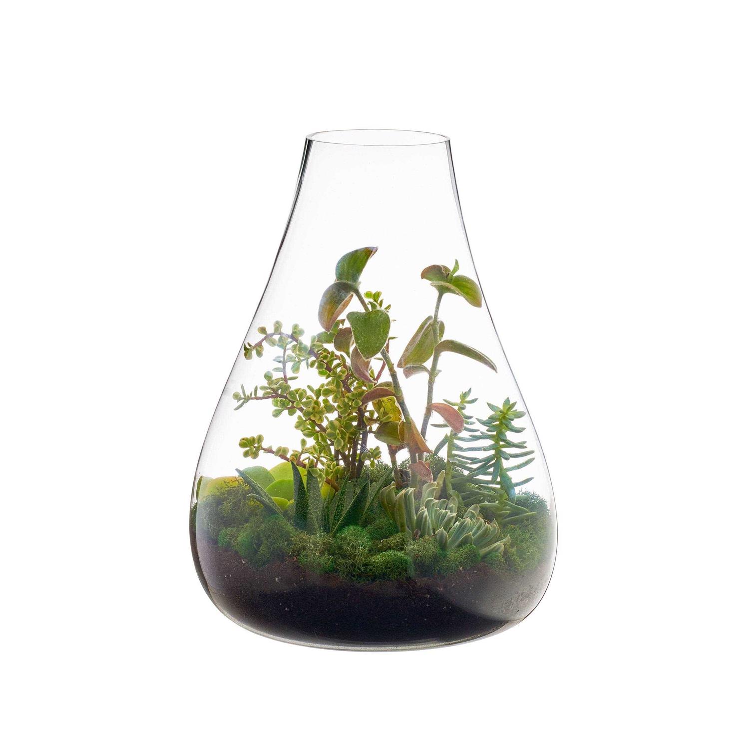 texxture Boboli Glass Terrarium