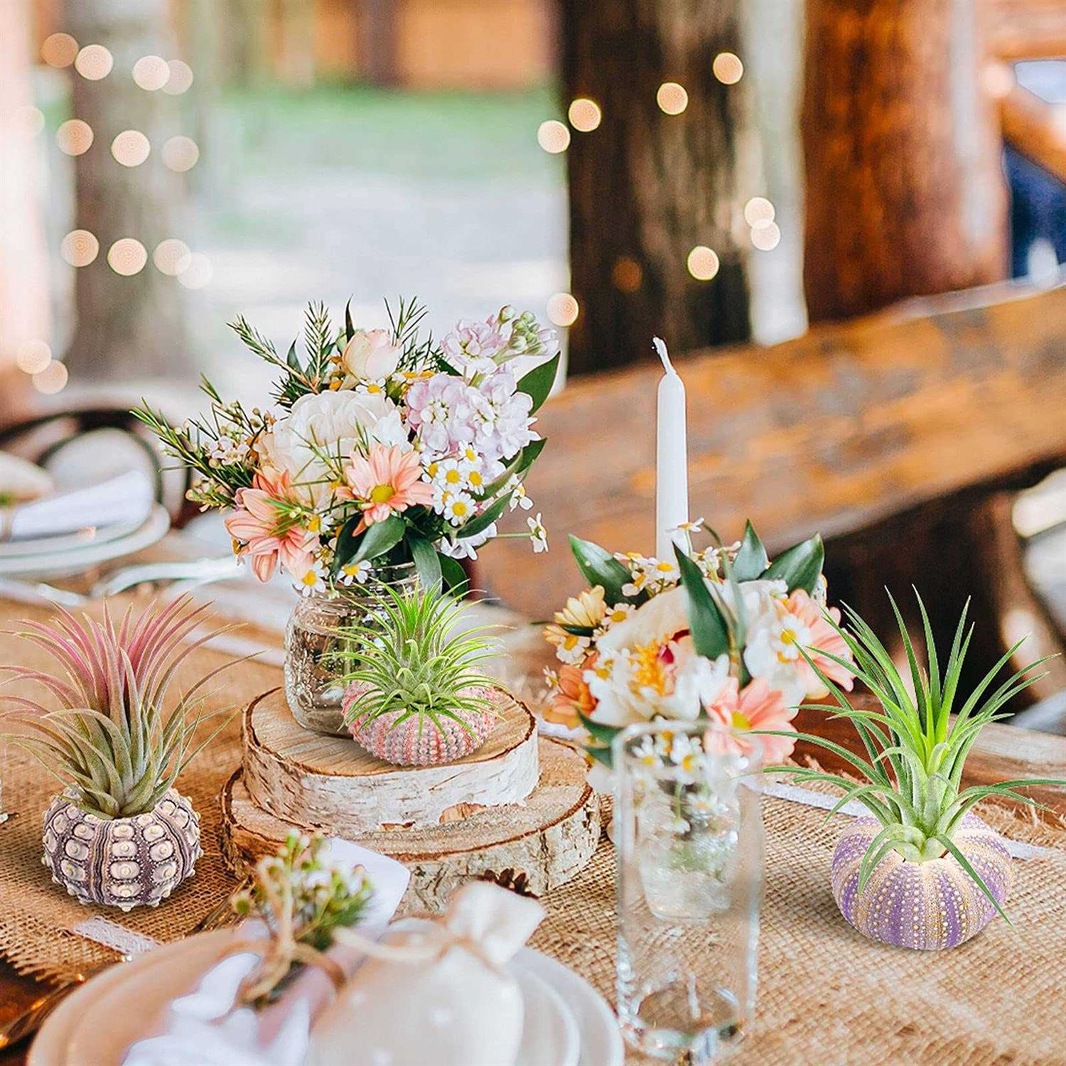 6PCS Hanging Air Plants Holders/Stand Mini Sea Urchin Shell Decorative Tillandsiat Succulent Air Plant Display Container for Home Office Wall Garden