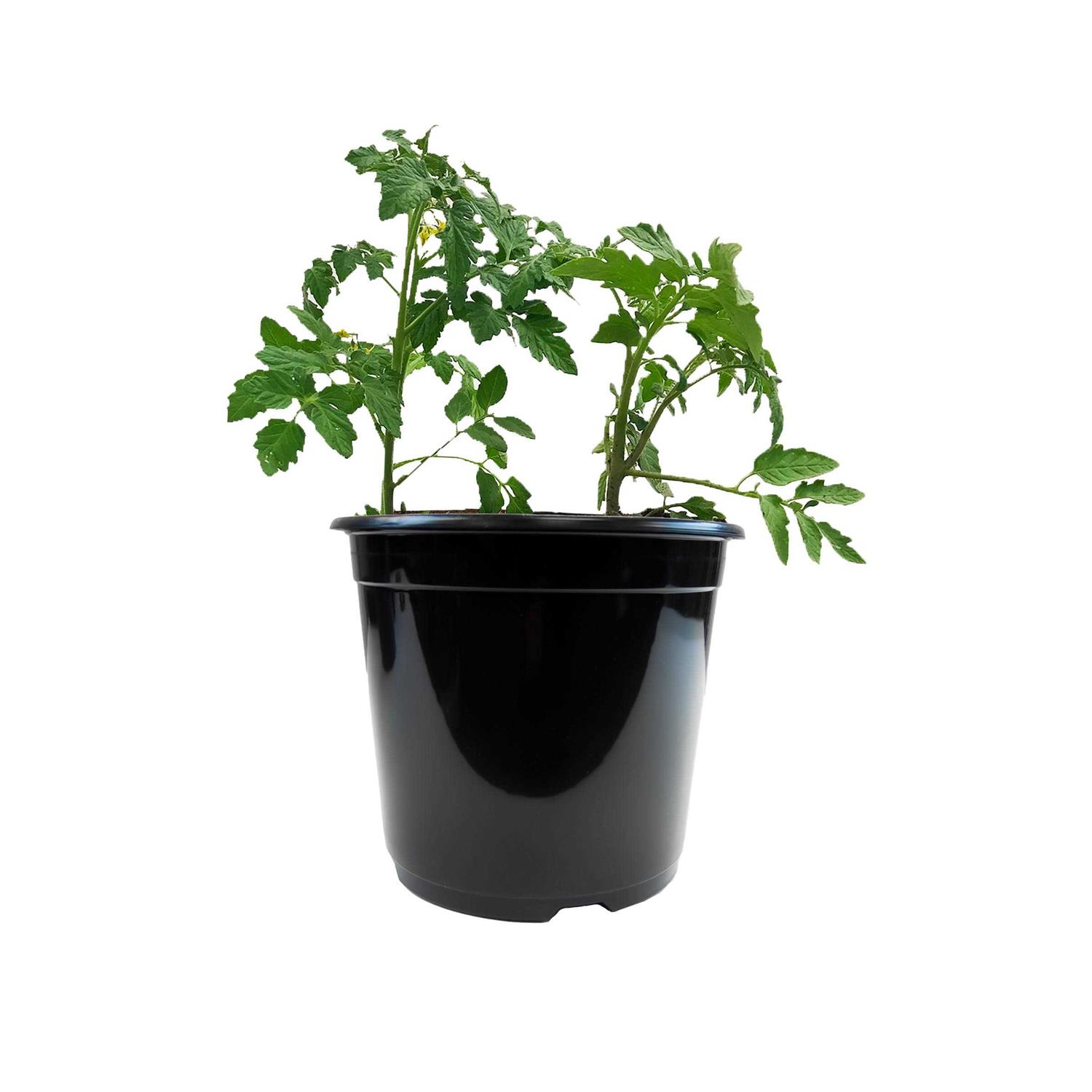 Viagrow Plastic Nursery Pots