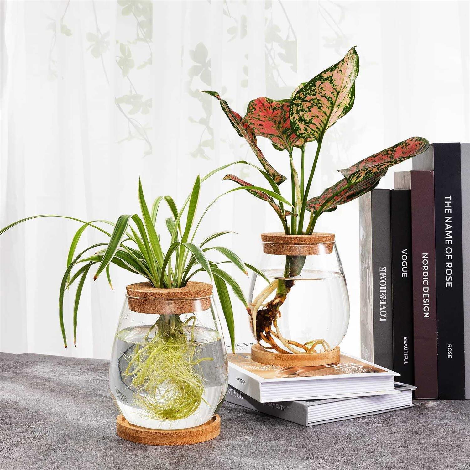 Biggun 2 Pcs Separated Desktop Plant Terrarium Plant Propagation Planter Water Station Planting glass Vase with Lid & Wooden Stand fo