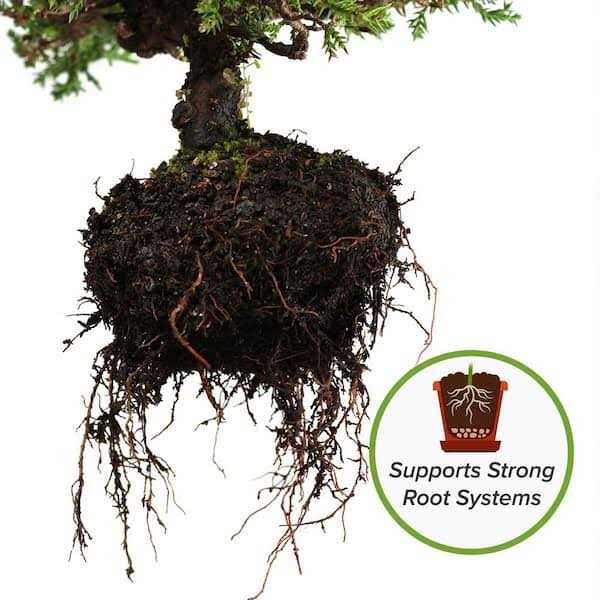 Bonsai Soil by Perfect Plants