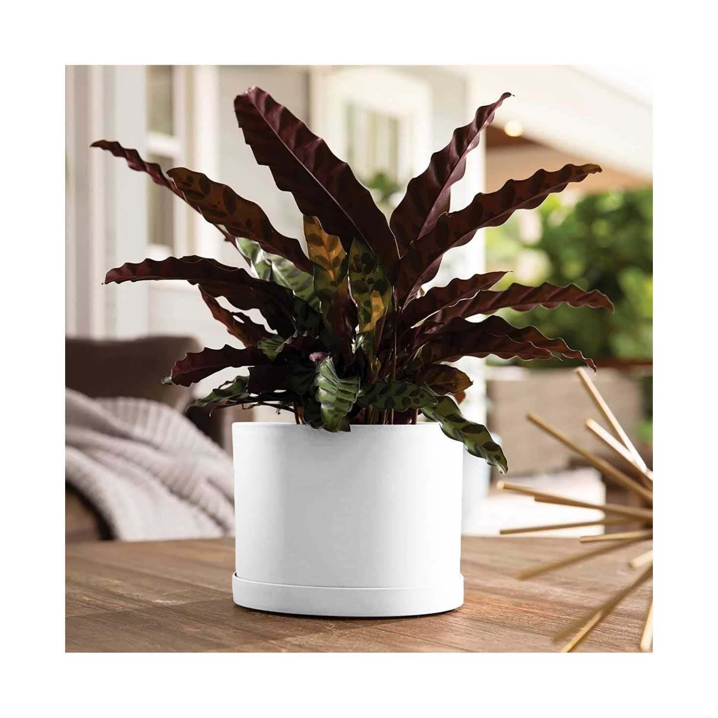 Bloem Mathers Plastic Planter Saucer Tray