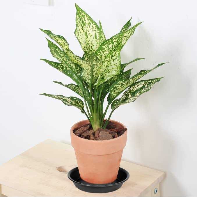 Bleuhome 3 Pack Plant Saucer Depth Tray