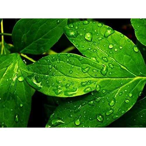 Bonide Infuse Systemic Disease Control