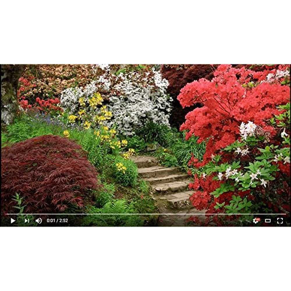 BGI Palmgain Palm Fertilizer