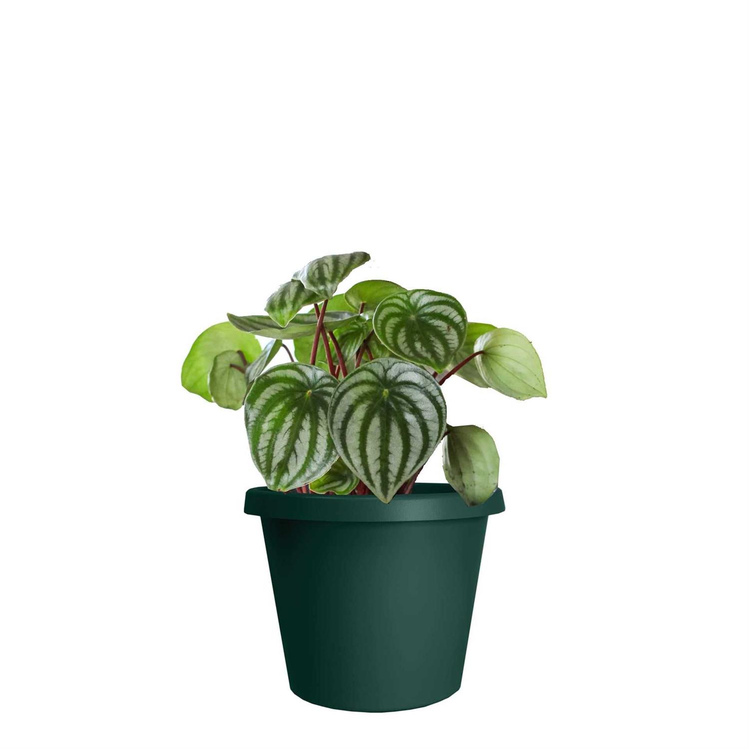 The HC Companies Round Prima Plastic Plant Saucer Indoor Outdoor Plant Trays for Pots