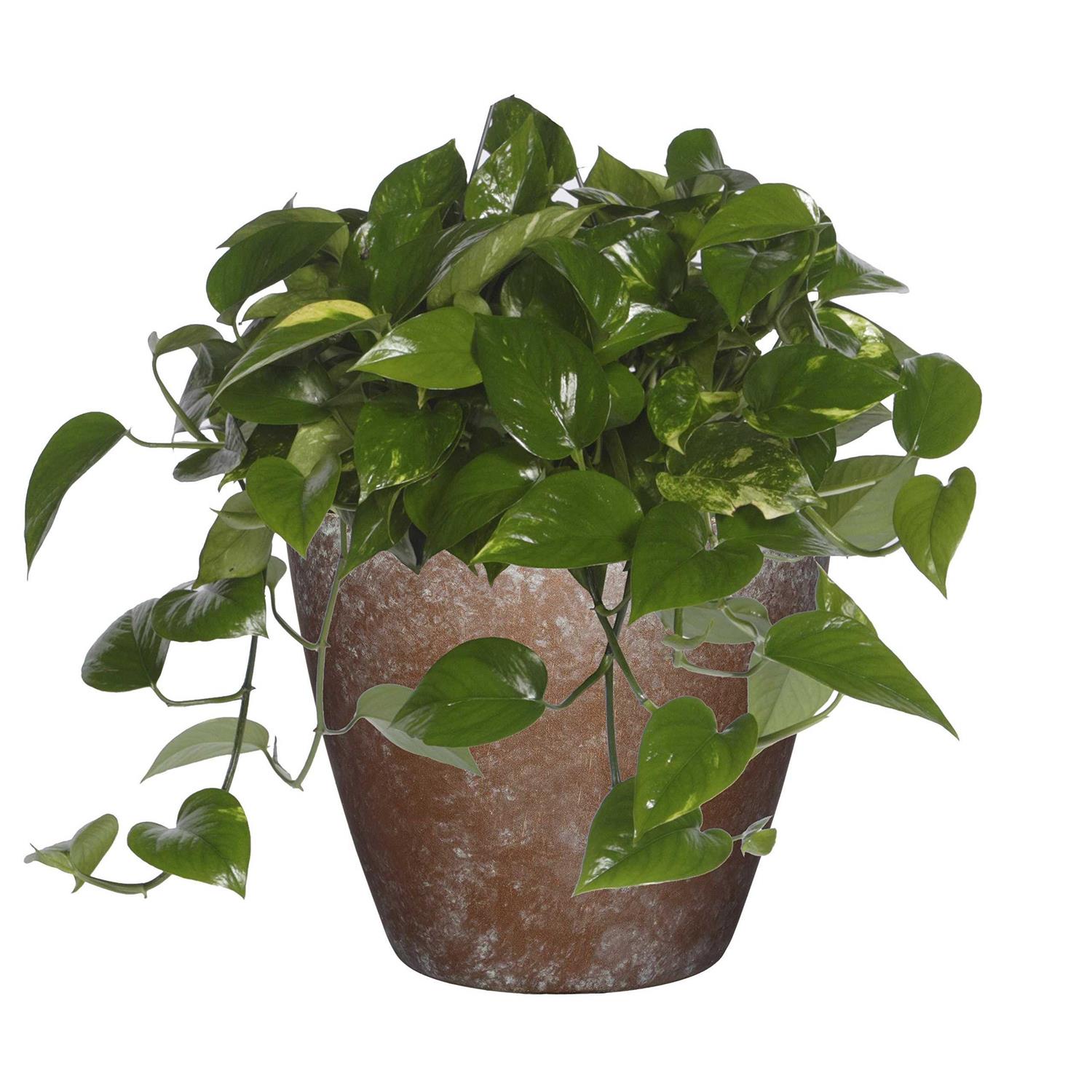 Classic Home and Garden Premiere Collection Planter Vogue 8