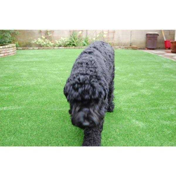 zememalls Synthetic Grass Warehous Pet/Sport 60 7.5 ft. Wide x Cut to Length Artificial Grass EVPET6075CTL