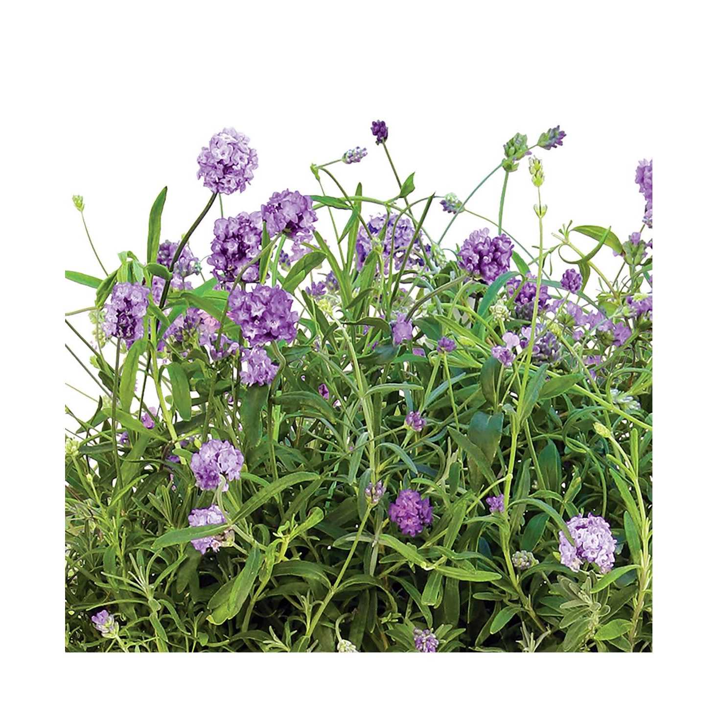 Aerogarden Lots of Lavender Seed Pod Kit