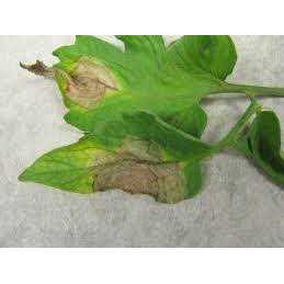 Bonide Infuse Systemic Disease Control