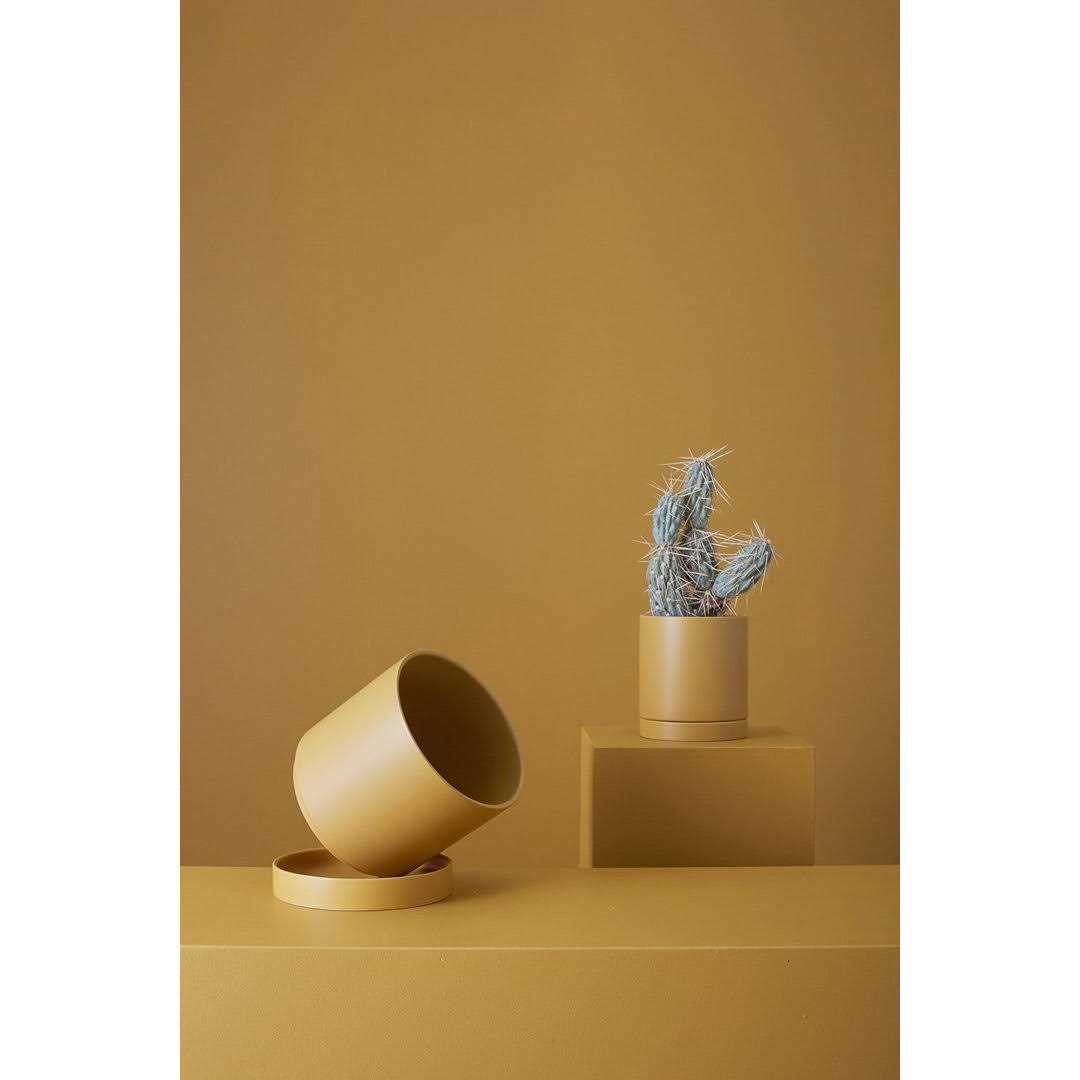 AllModern Carlotta Ceramic Pot Planter