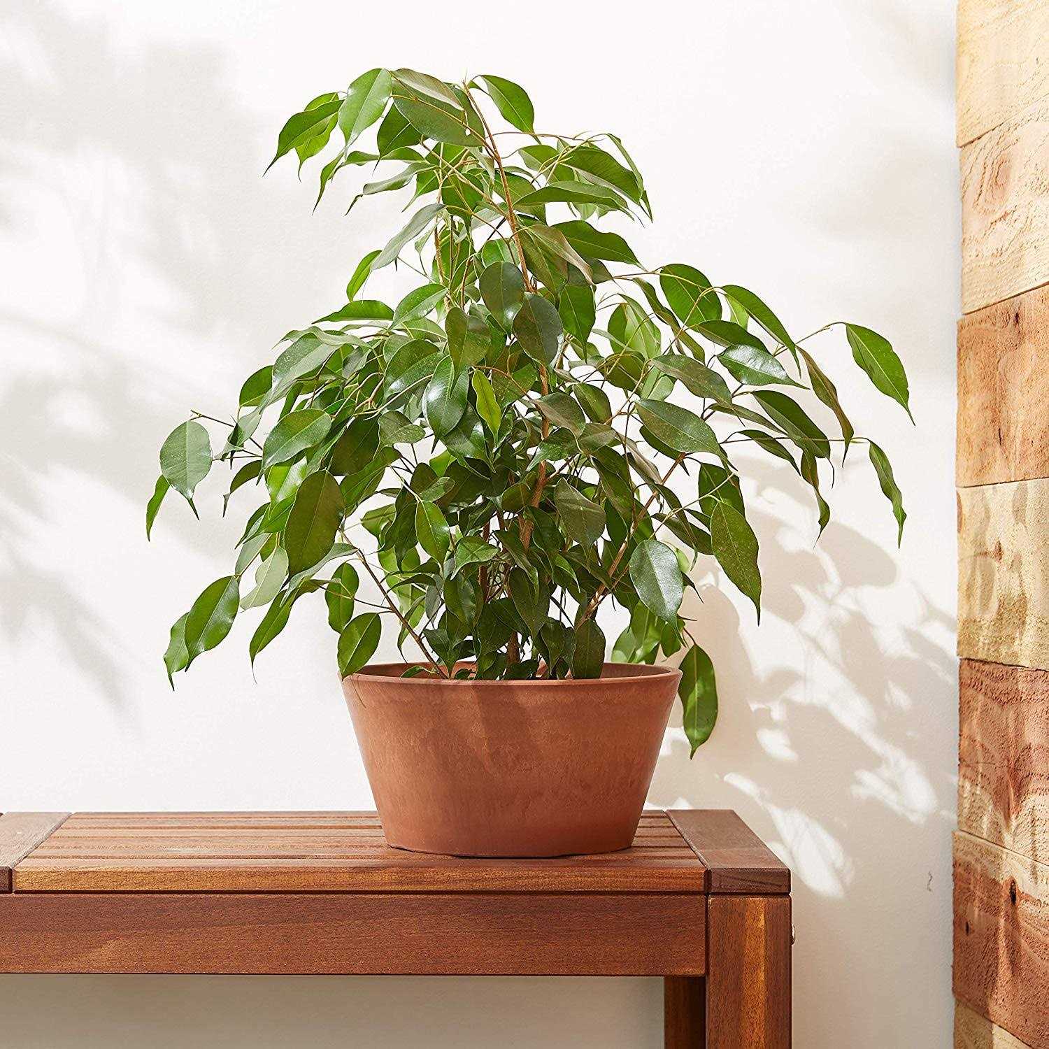 Arcadia Garden Products Sleek 10 in. x 5