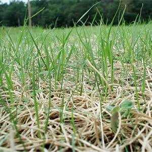 American Excelsior Curlex Erosion Control Blanket Landscape Roll with Biodegradable Staples 2-1/2’x50