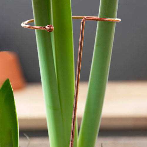 Brecks Gifts Stackable Amaryllis Support Stake