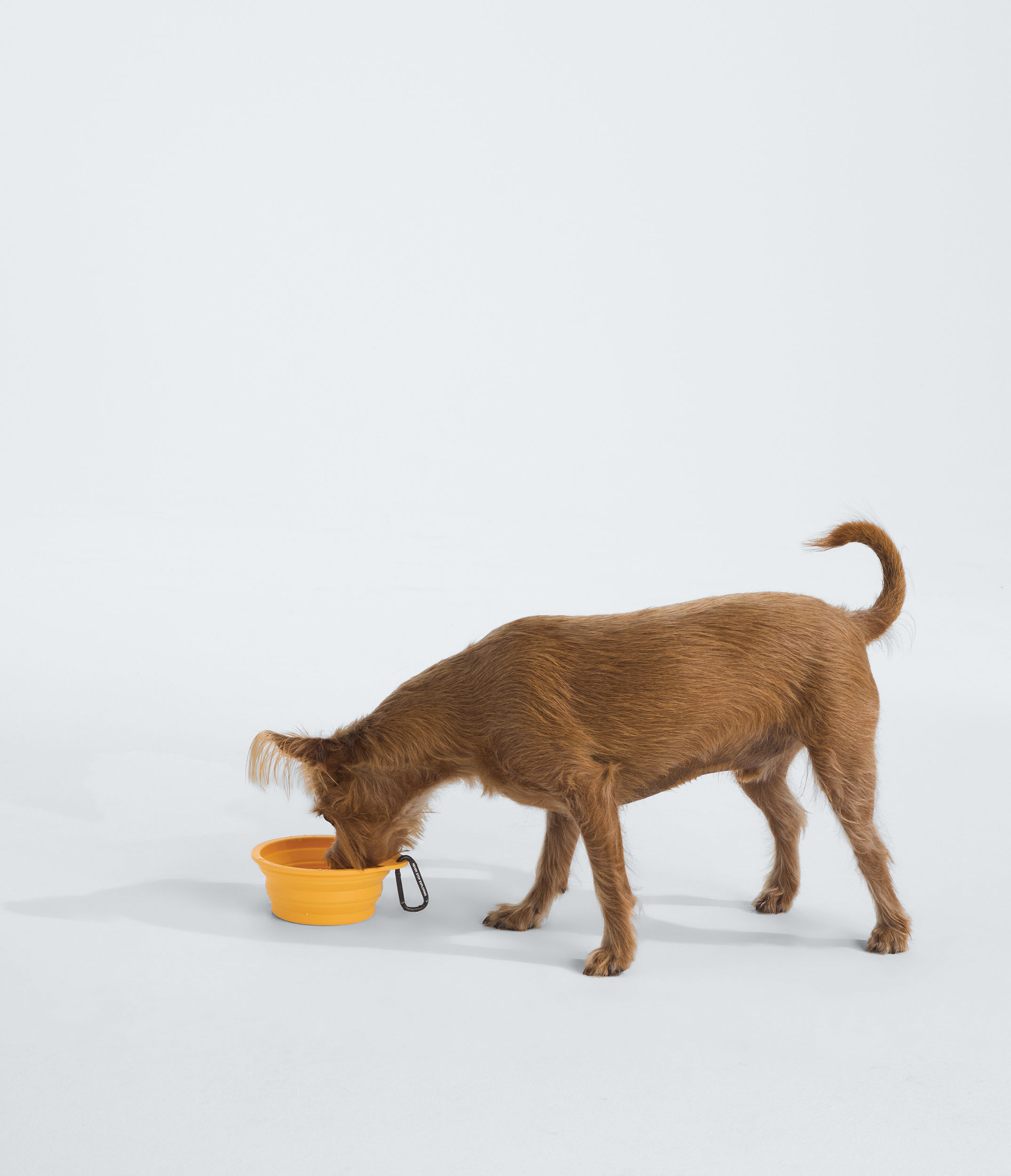 TNF™ Collapsible Pet Bowl